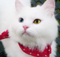 [Avatar]