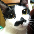 [Avatar]